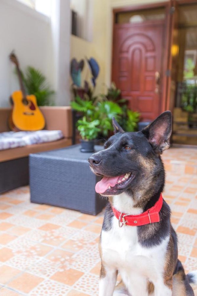 The resident dog at The Little Siri