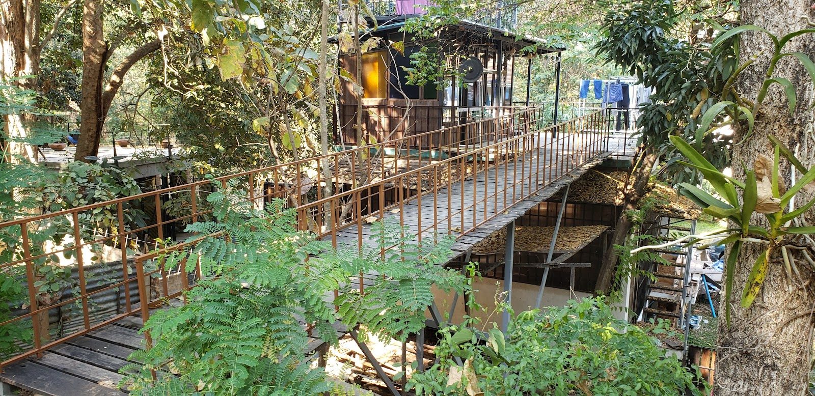Wooden walkway threading through the jungle garden at Uma House