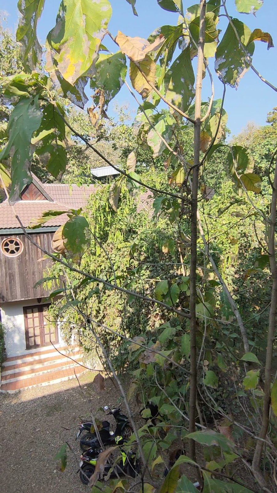 Green garden and timber buildings at Uma House
